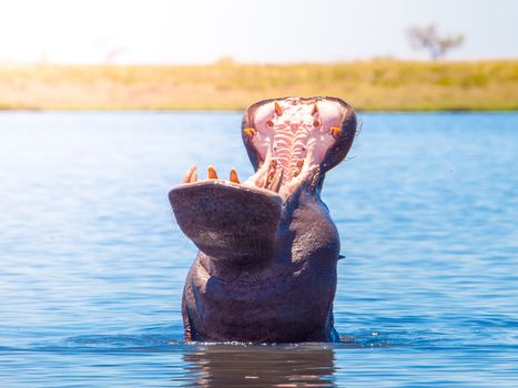 African hippopotamus with wide open and scary muzzle in the water. Dangerous hippo in natural habitat of Chobe River, Botswana, Africa.