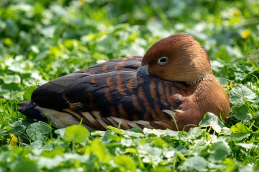 Wild male duck sitting in the green grass