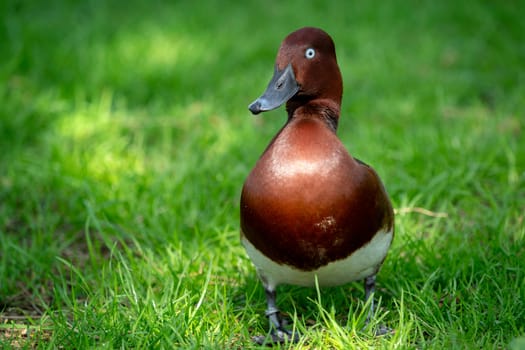 Wild male duck in the green grass