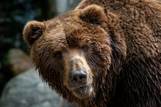 Kamchatka Brown bear (Ursus arctos beringianus). Brown fur coat, danger and aggresive animal. Big mammal from Russia.