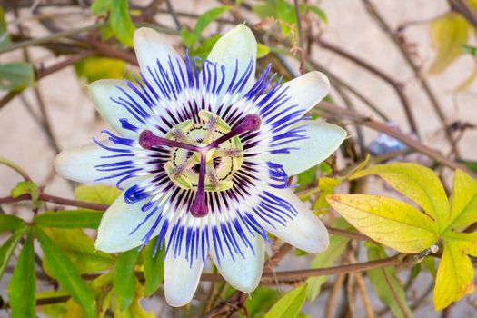 Blooming blue Passion Flower. Beautiful Passiflora Caerulea also known as Passion Flower