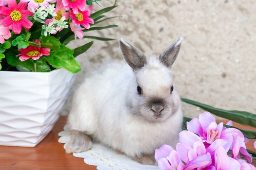 Easter bunny near spring wreath. Little dwarf rabbit sitting near flowers.