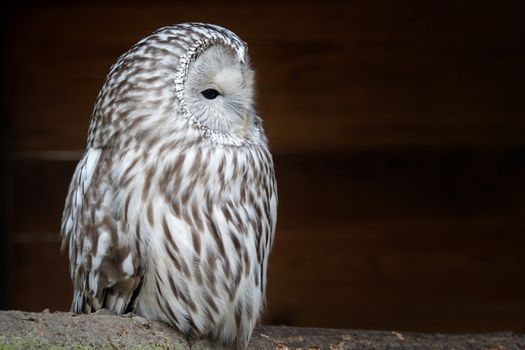 Ural owl (Strix uralensis). Nocturnal owl on black background