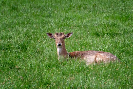 Fallow Deer (Dama dama), Female fallow deer in a meadow