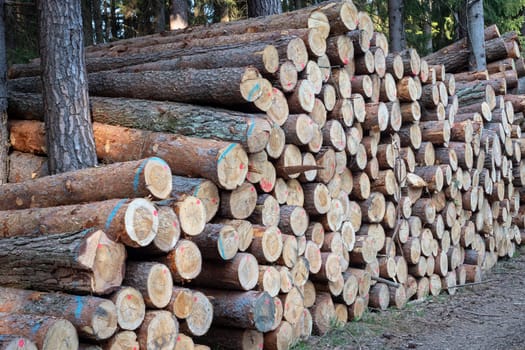 Pile of wood. A view of huge stacks of logs.