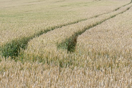 Wheat field. Golden ears of wheat on the field. Background of ripening ears of meadow wheat field. Rich harvest Concept