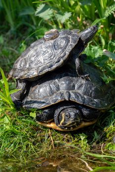 Turtles lying on the grass. Group of red-eared slider (Trachemys scripta elegans) in pond.