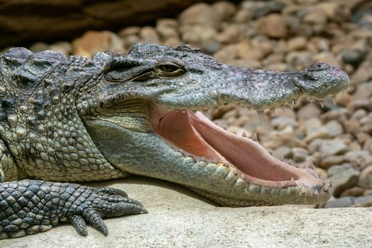 Siamese crocodile with open mouth (Crocodylus siamensis). Big mouth full of teeth
