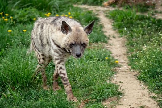 Striped hyena (Hyaena hyaena sultana)