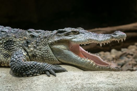 Siamese crocodile with open mouth (Crocodylus siamensis)