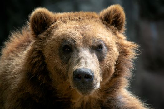 Portrait of brown bear (Ursus arctos beringianus). Kamchatka brown bear.