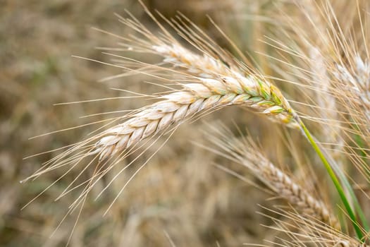 Wheat field. Golden ears of wheat on the field. Background of ripening ears of meadow wheat field. Rich harvest Concept
