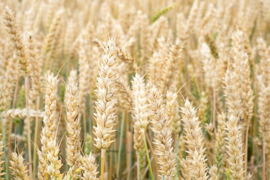 Wheat field. Golden ears of wheat on the field. Background of ripening ears of meadow wheat field. Rich harvest Concept