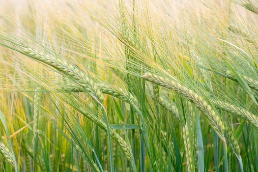 Wheat field. Green ears of wheat on the field. Background of ripening ears of meadow wheat field. Rich harvest Concept