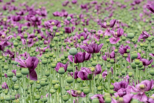 Purple poppy blossoms in a field. (Papaver somniferum). Poppies, agricultural crop.