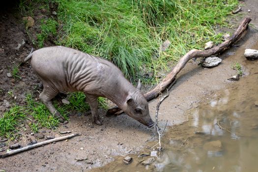 Babirusa Celebes (Babyrousa babyrussa) endangered animal species. Young piglet Buru bairusa.