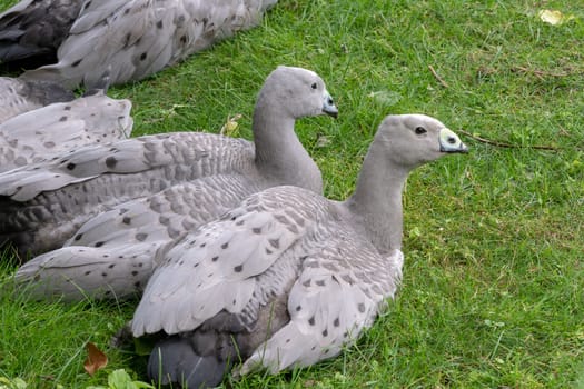 Cape Barren Goose or Cereopsis novaehollandiae sitting on grass