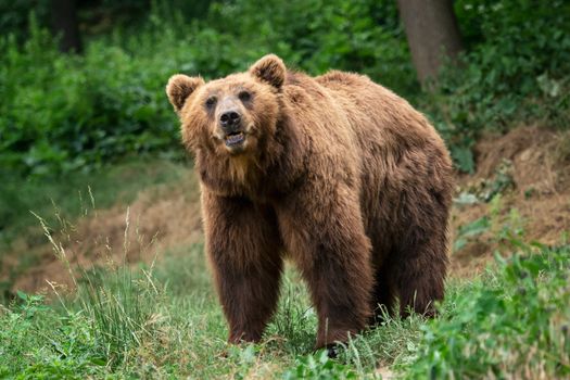 Kamchatka Brown bear (Ursus arctos beringianus). Brown fur coat, danger and aggresive animal. Big mammal from Russia.