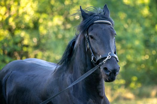 Black Friesian horse runs gallop in grass. Friesian horse running on halter. 
Rare breed of horses