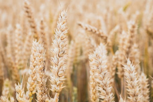 Wheat field. Golden ears of wheat on the field. Background of ripening ears of meadow wheat field. Rich harvest Concept