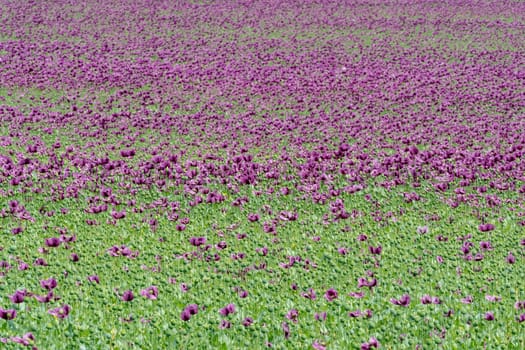 Purple poppy blossoms in a field. (Papaver somniferum). Poppies, agricultural crop.