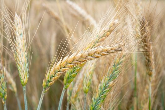 Wheat field. Golden ears of wheat on the field. Background of ripening ears of meadow wheat field. Rich harvest Concept