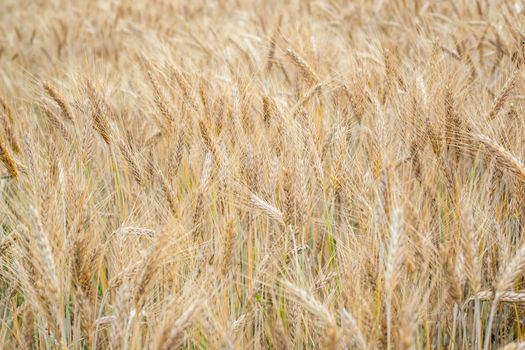 Wheat field. Golden ears of wheat on the field. Background of ripening ears of meadow wheat field. Rich harvest Concept