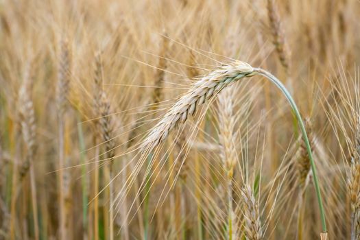 Wheat field. Golden ears of wheat on the field. Background of ripening ears of meadow wheat field. Rich harvest Concept