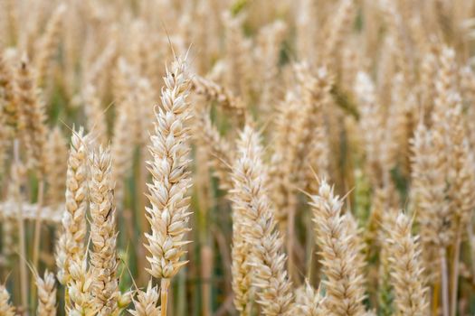 Wheat field. Golden ears of wheat on the field. Background of ripening ears of meadow wheat field. Rich harvest Concept