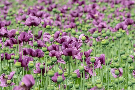 Purple poppy blossoms in a field. (Papaver somniferum). Poppies, agricultural crop.