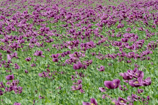 Purple poppy blossoms in a field. (Papaver somniferum). Poppies, agricultural crop.