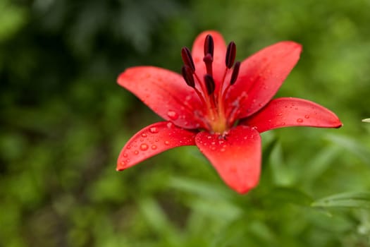red Lily with raindrops on the petals on a cloudy day, narrow focus area