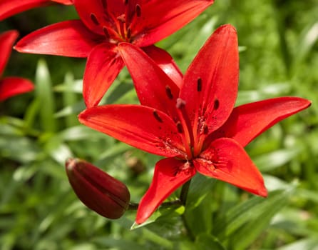 blooming red lilies in the garden on a Sunny day