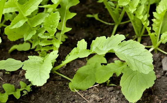 radish daikon grows in the garden on a bright Sunny day