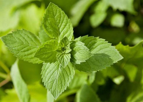 fragrant green mint in the garden close-up