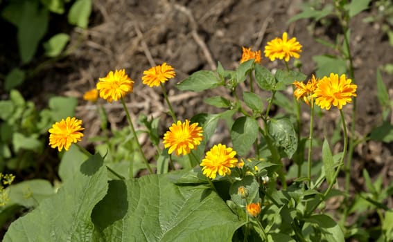 bright blooming flowers of calendula among the greenery on a Sunny day