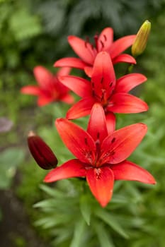 blooming red lilies in the garden on a Sunny day