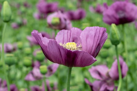 Purple poppy blossoms in a field. (Papaver somniferum). Poppies, agricultural crop.