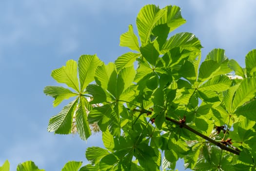 Leaves of a chestnut trees (Aesculus hippocastanum) on a background of blue sky.