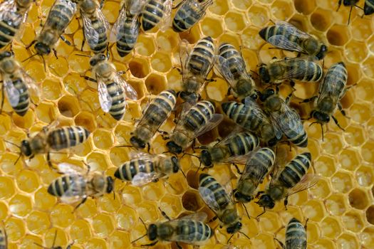 Honeycomb full of bees. Beekeeping concept. Bees in honeycomb.