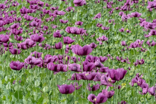 Purple poppy blossoms in a field. (Papaver somniferum). Poppies, agricultural crop.