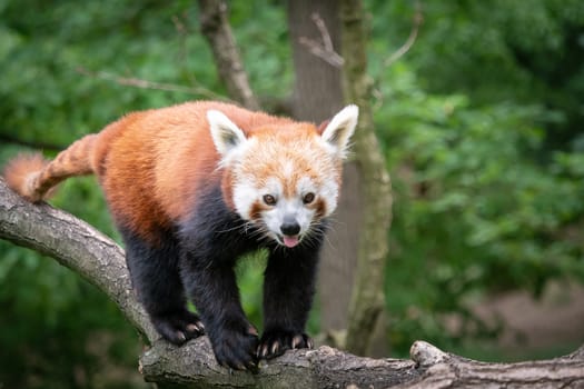 Red panda (Ailurus fulgens) on the tree. Cute panda bear in forest habitat.