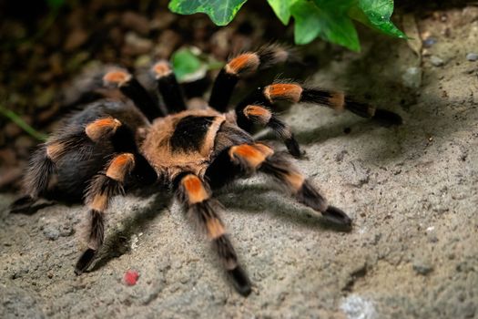 Tarantula spider close-up. Spider (Brachypelma smithi)