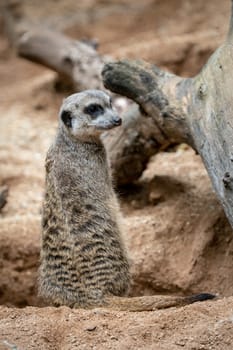 Suricata standing on a guard. Curious meerkat (Suricata suricatta).