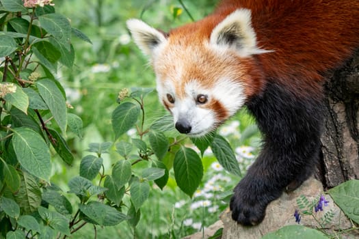 Red panda (Ailurus fulgens) on the tree. Cute panda bear in forest habitat.