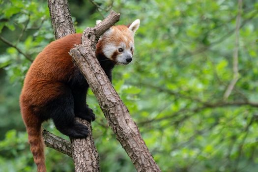 Red panda (Ailurus fulgens) on the tree. Cute panda bear in forest habitat.