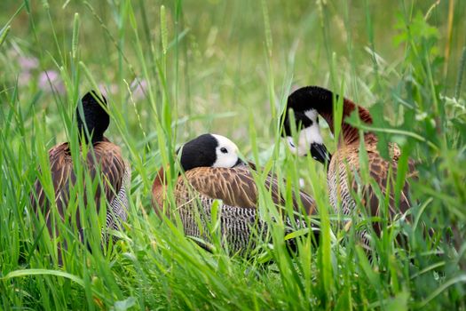 The white-faced whistling duck - Dendrocygna viduata. Ducks in the grass.