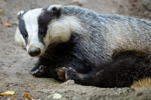 Badger near of the hole. European badger (Meles meles)