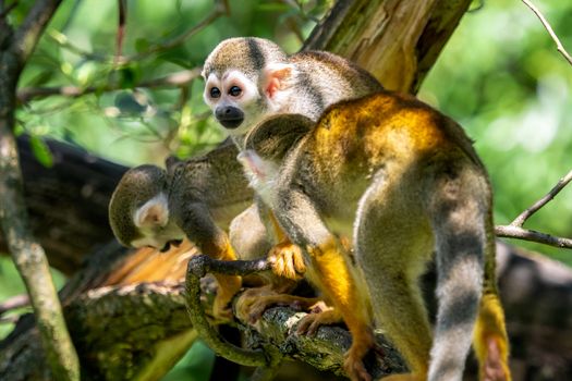 Common squirrel monkey (Saimiri sciureus) on tree in the nature. Wildlife animals.