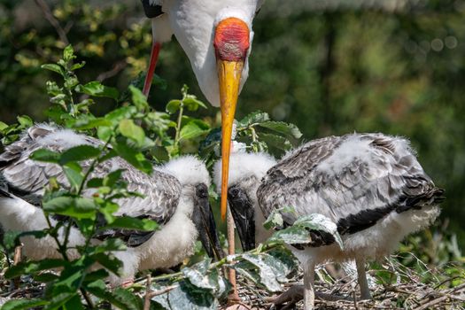 White stork (mycteria cinerea) feeding chicks. Bird's nest. Family mycteria cinerea in the nest.